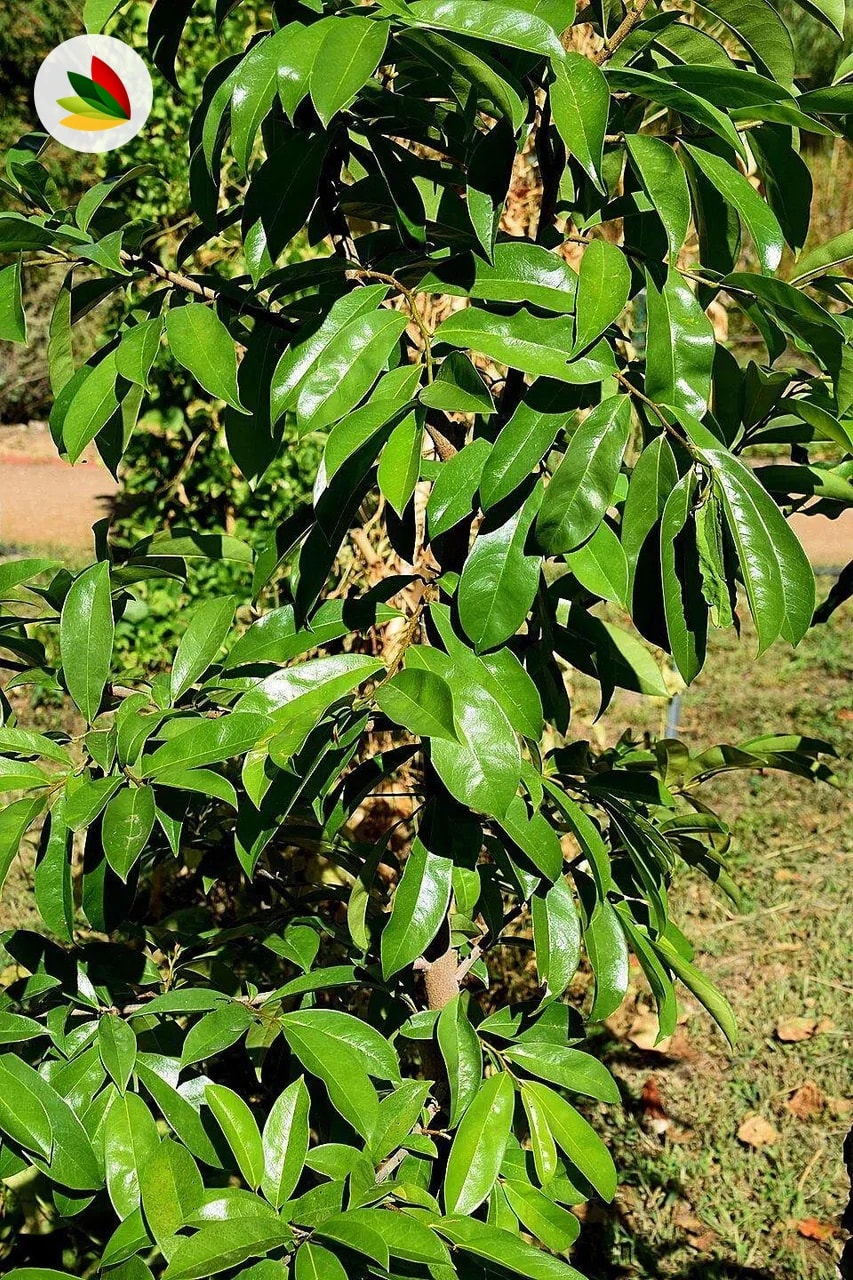 Guanabana