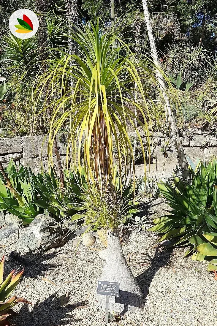 Norina Recurvata