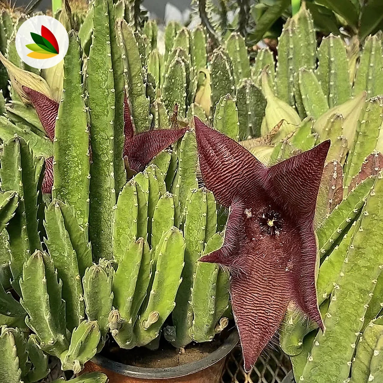 Stapelia Asterias