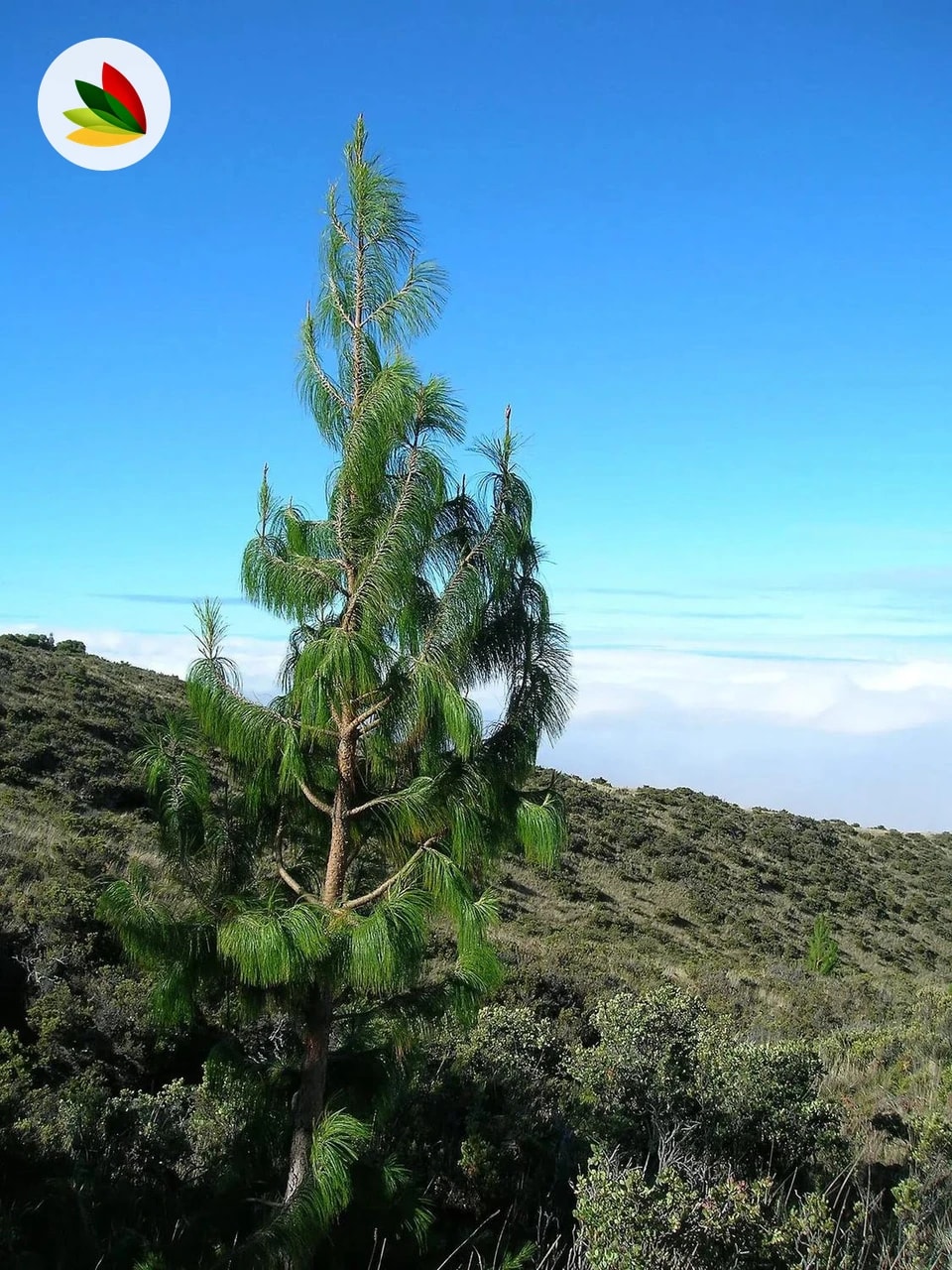 Pinus Patula