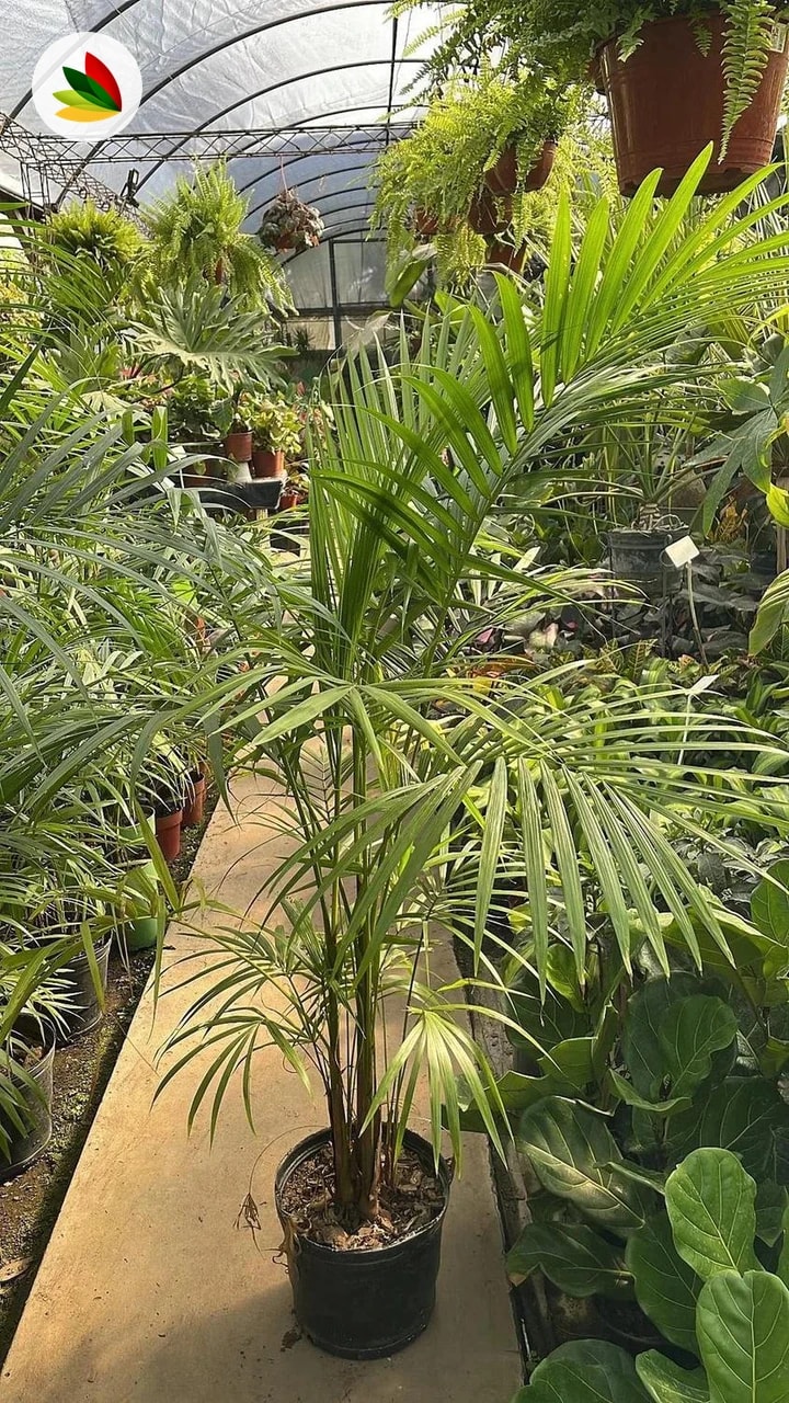 Areca