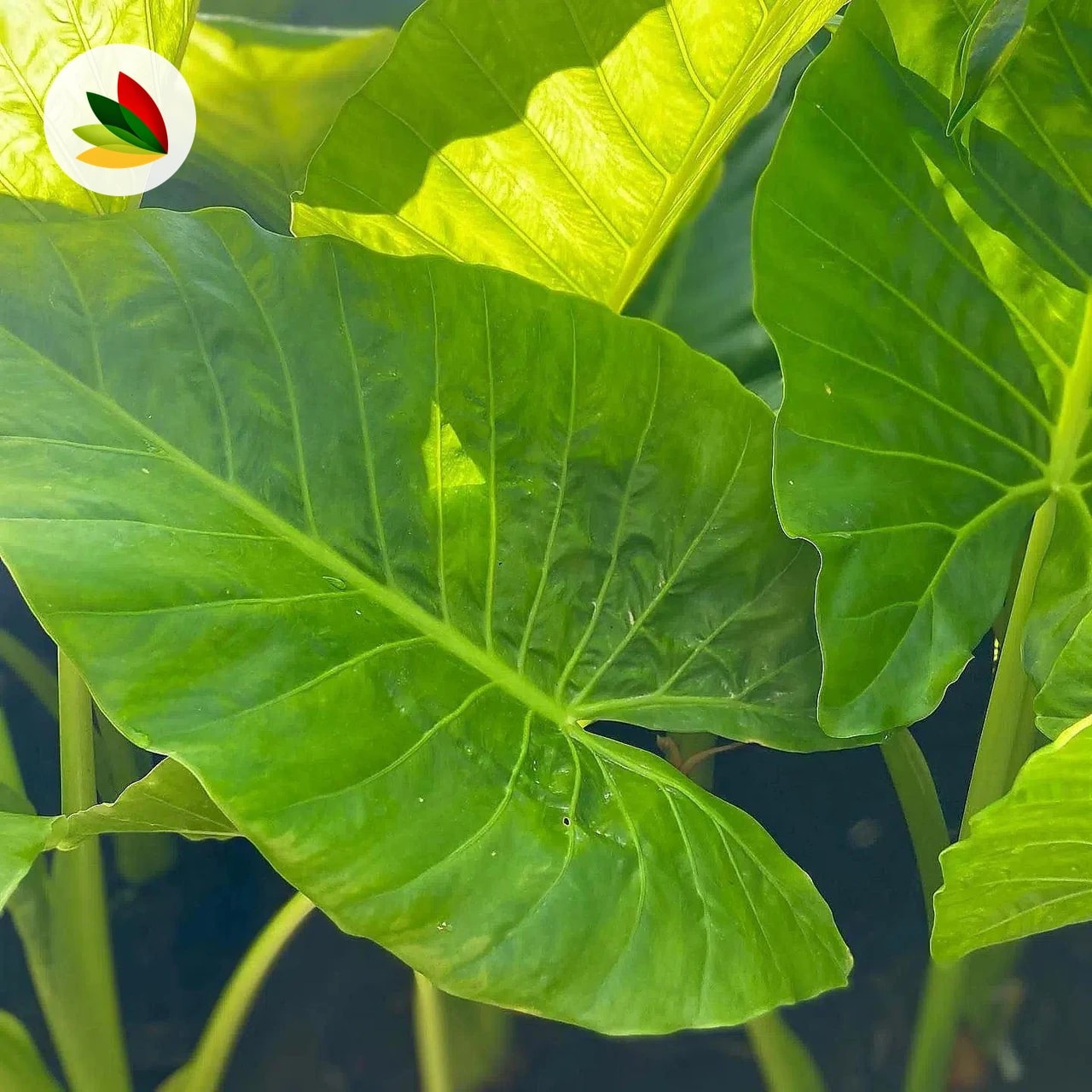 Alocacia Verde
