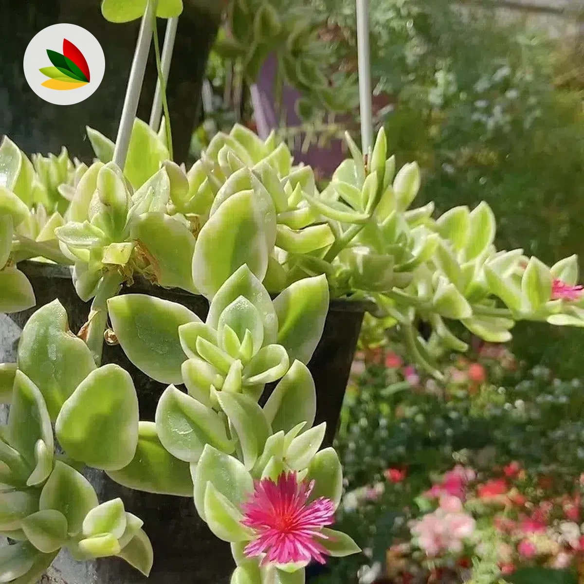 Baby Sun Variegada