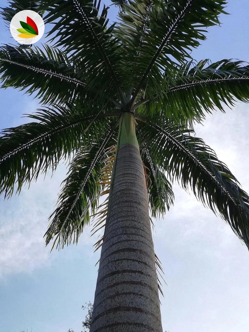 Palmera Imperial