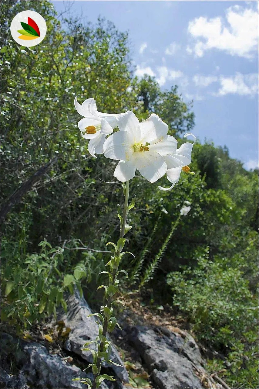 Azucenas