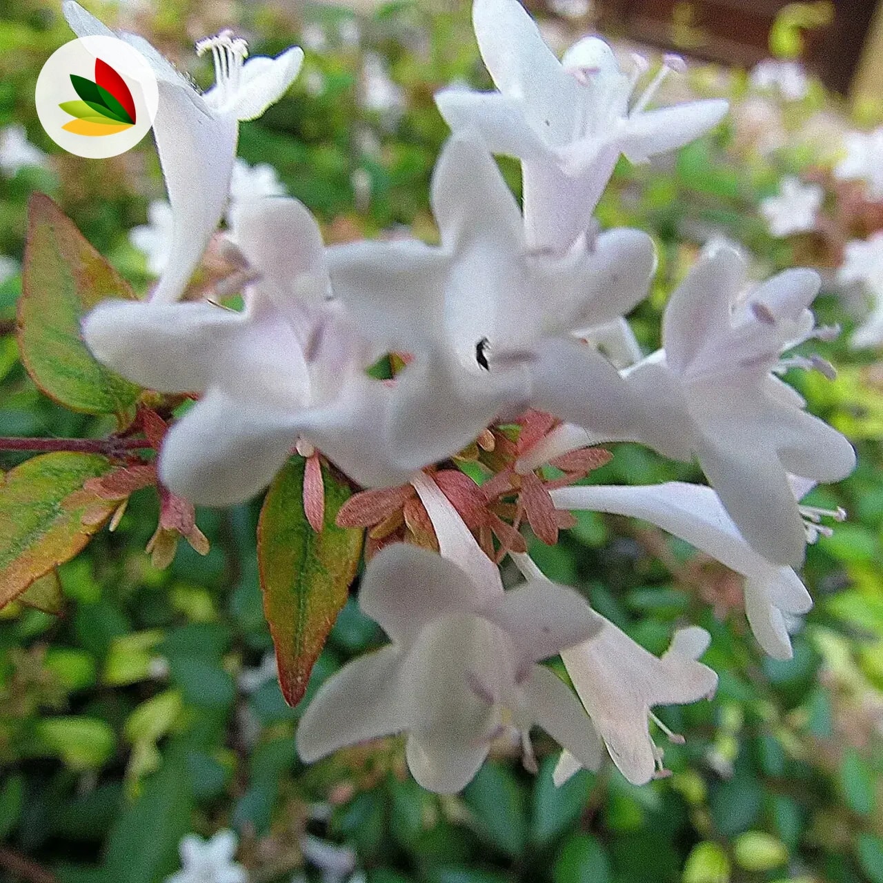 Abelia Grandiflora