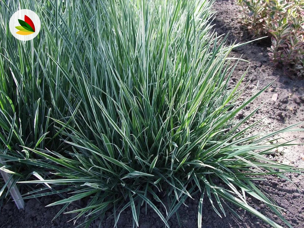 Arrhenantherum Elatius Variegatum