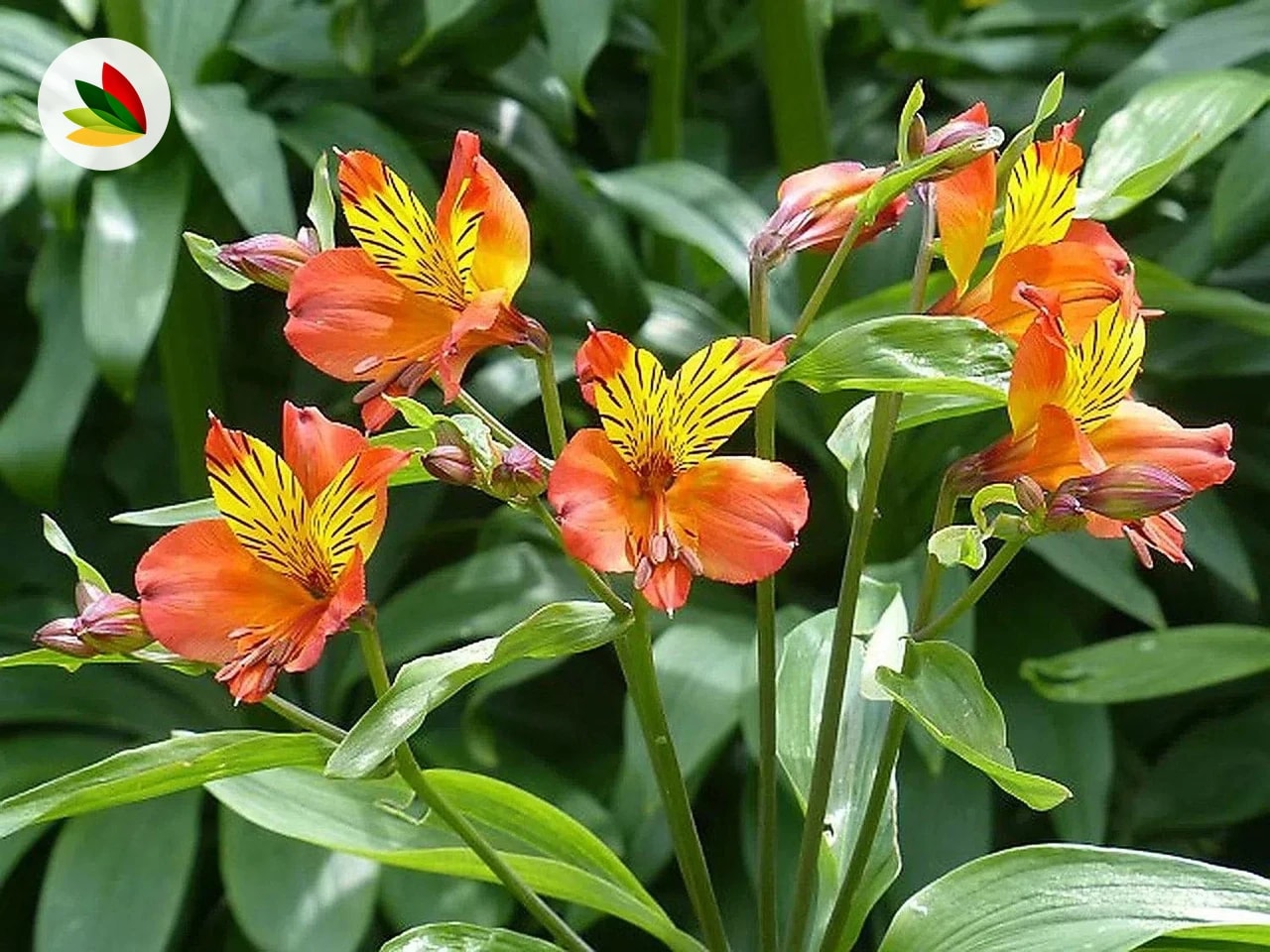 Alstromeria
