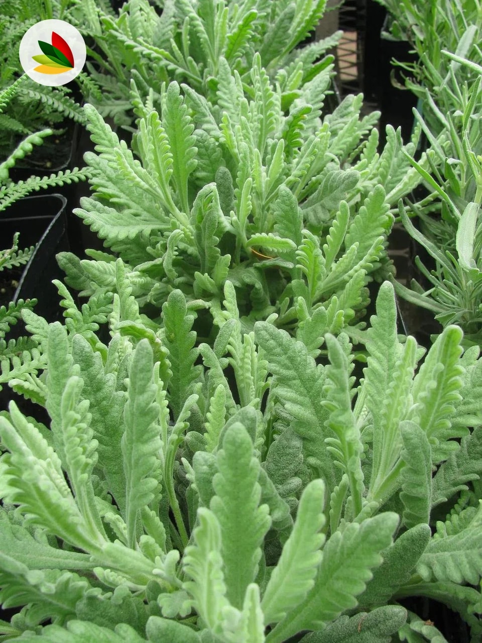 Lavanda Dentata