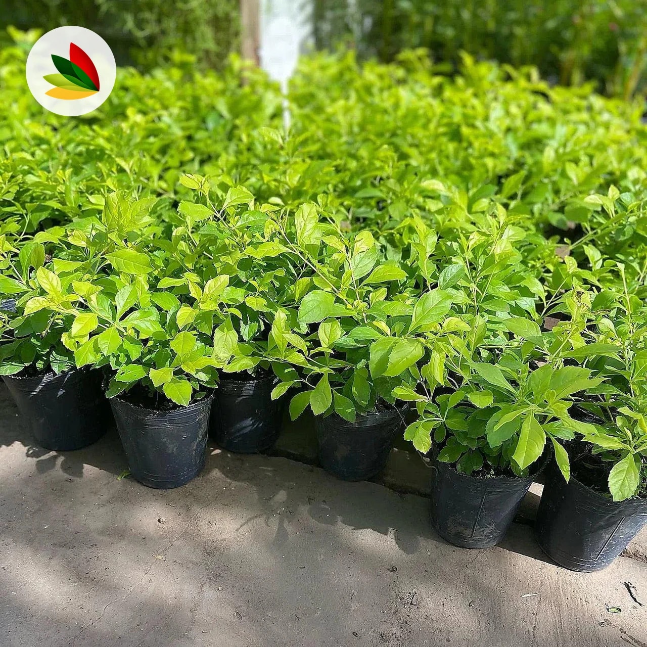 Duranta Aurea