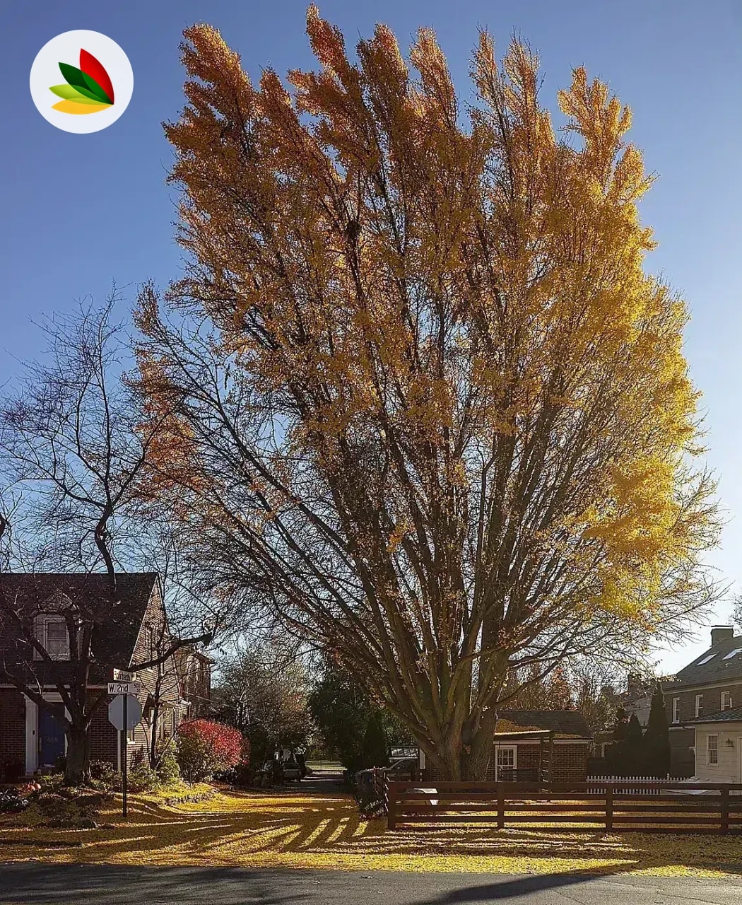 Ginkgo Biloba