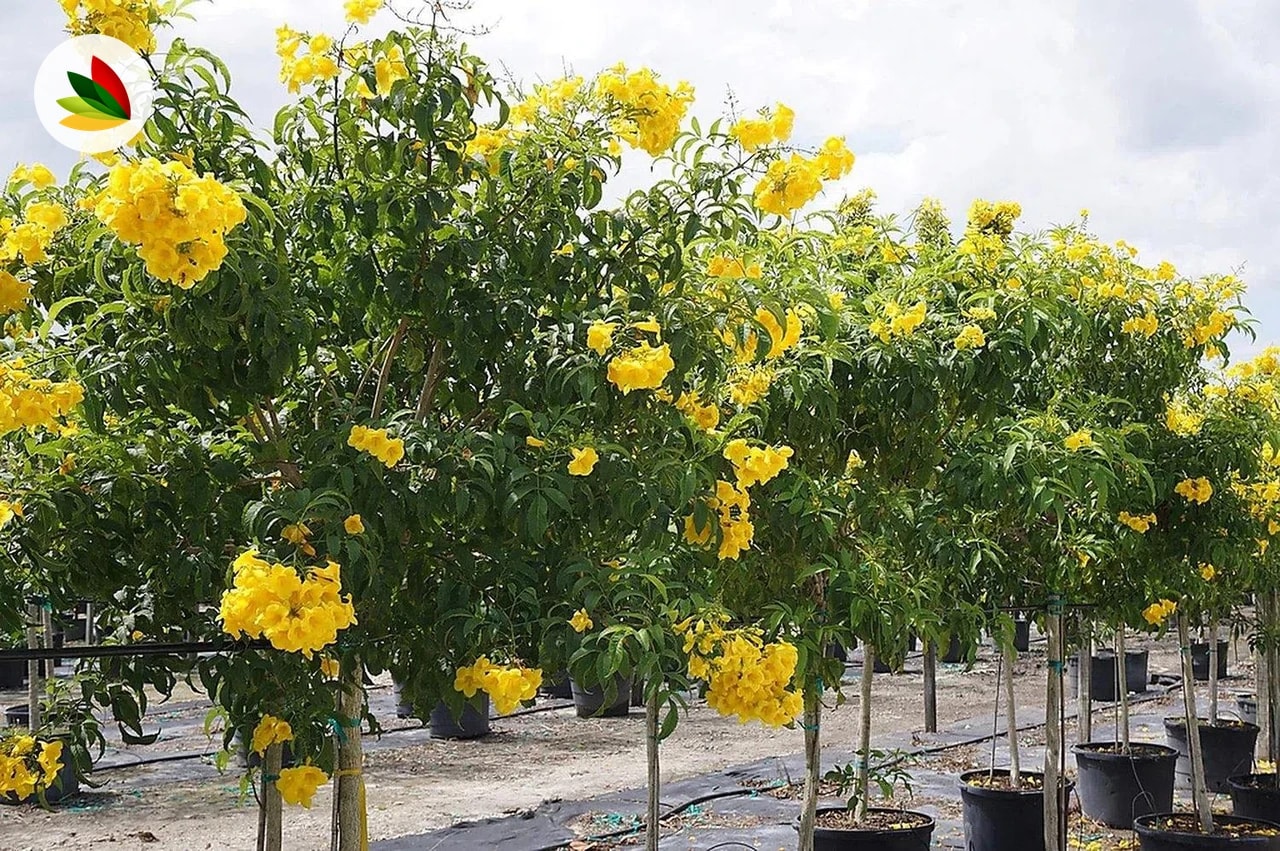 Bignonia Arborea Amarilla