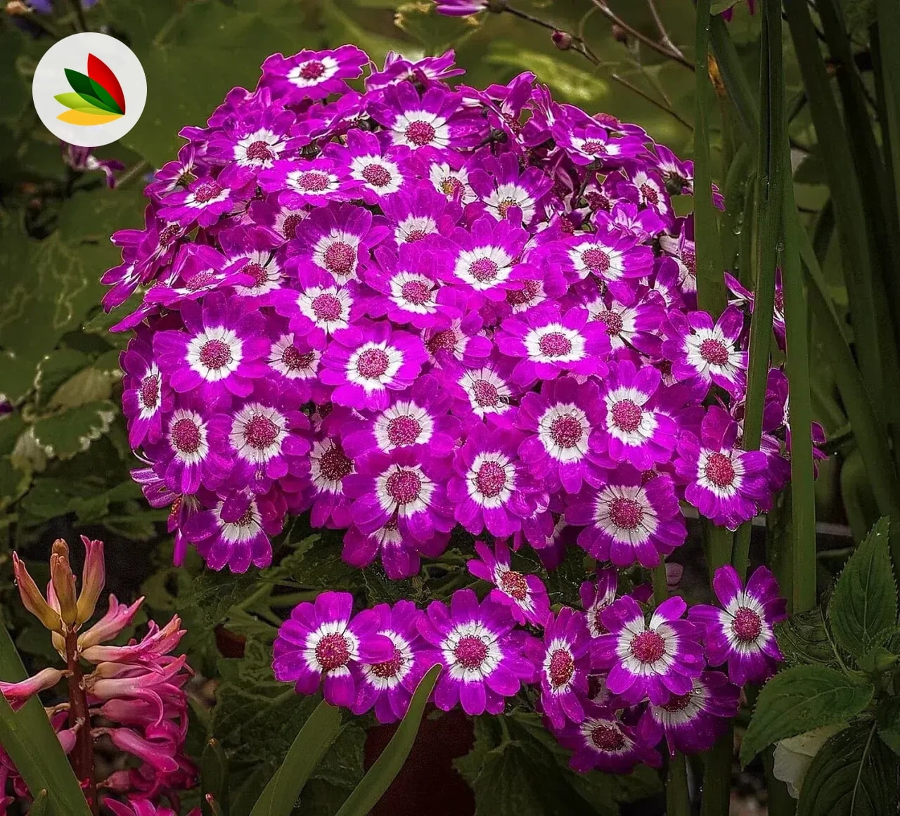 Cineraria