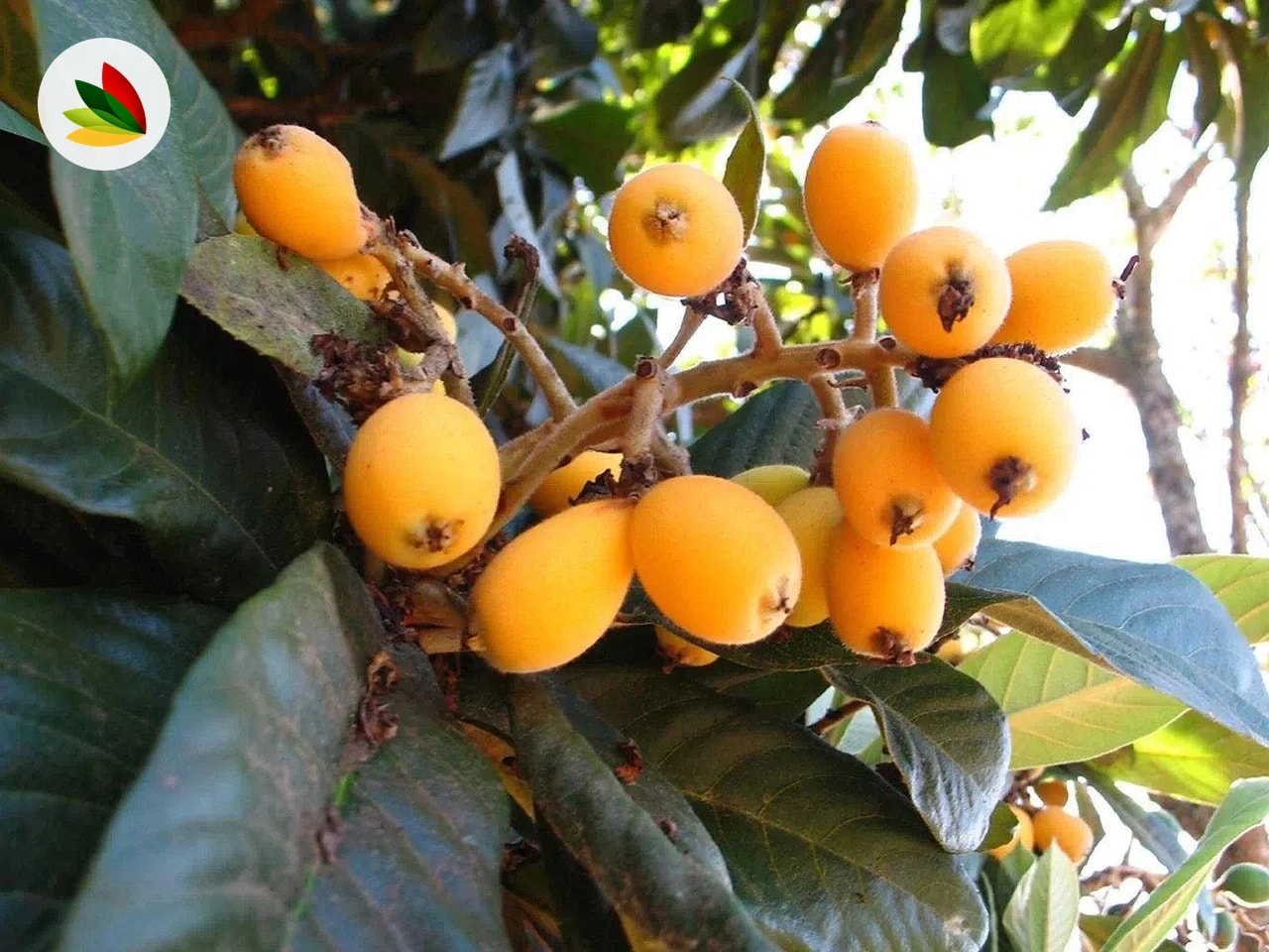Nispero