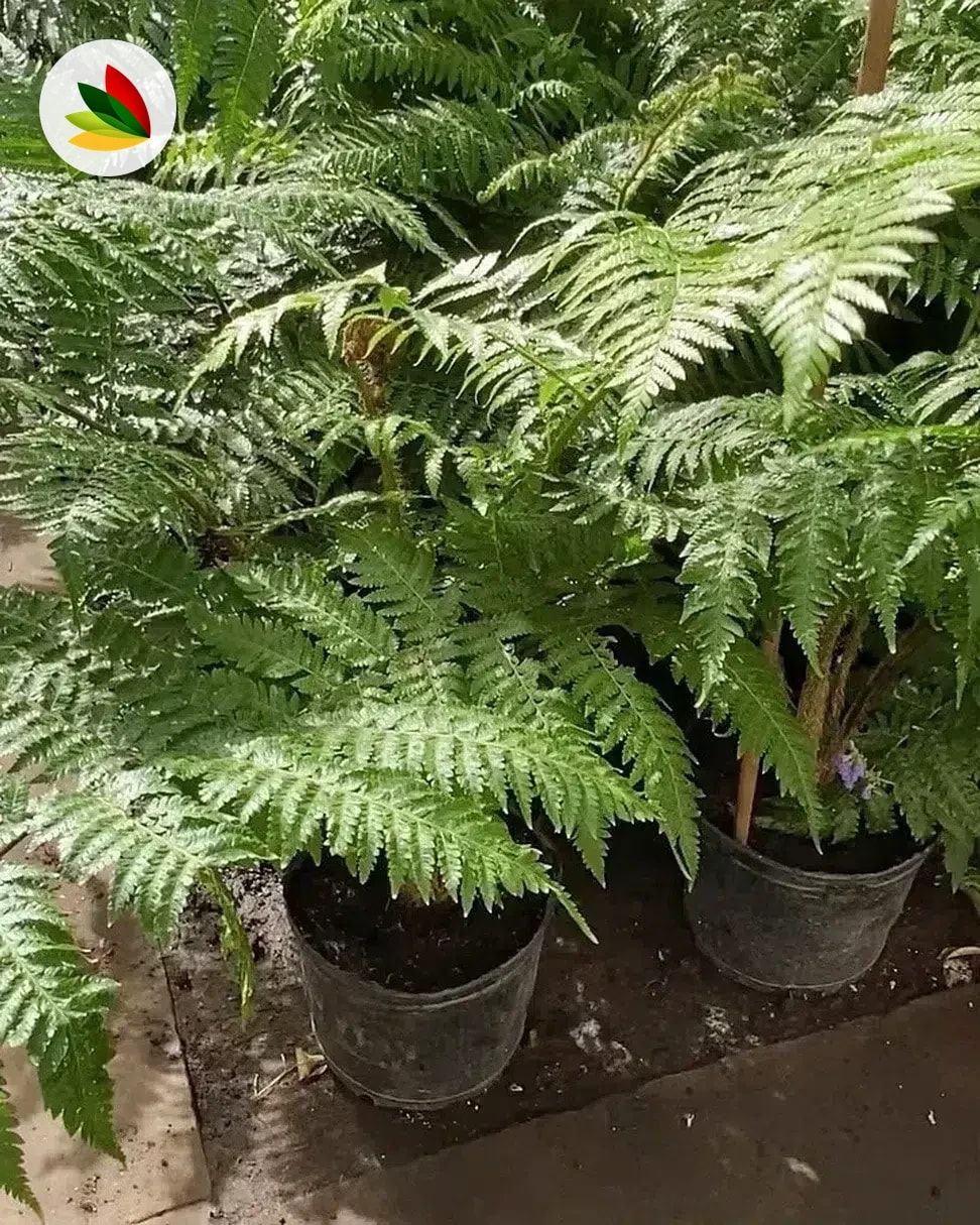 Helecho Arboreo