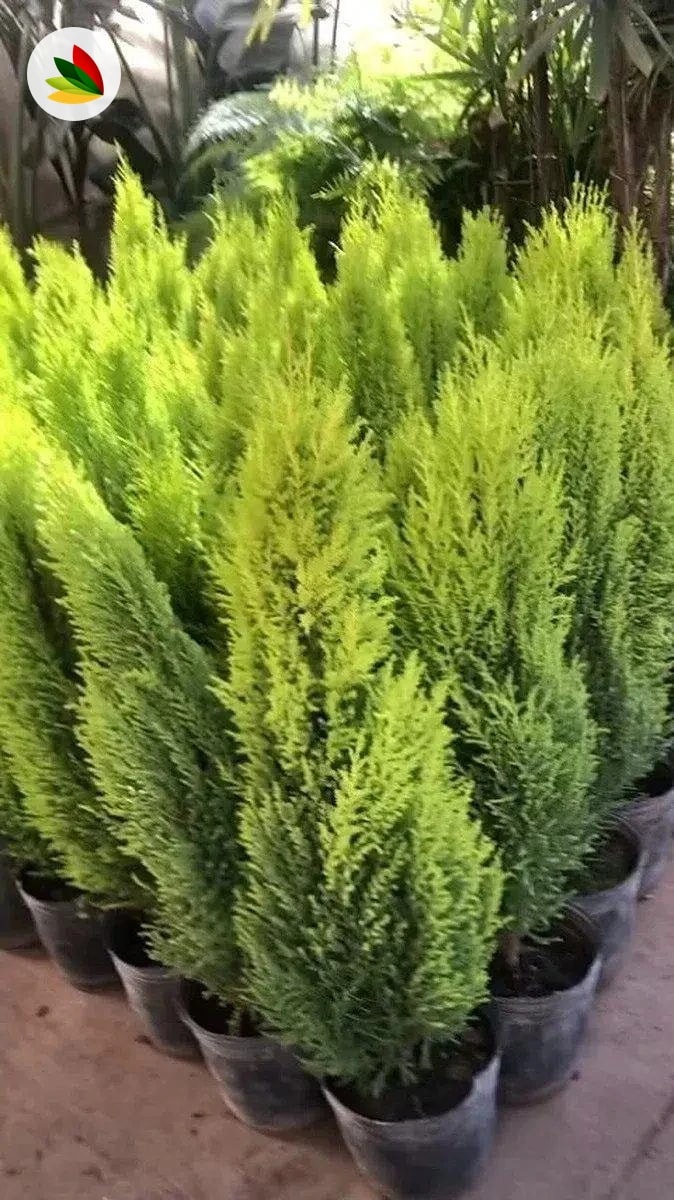 Cupressus Lambertiana