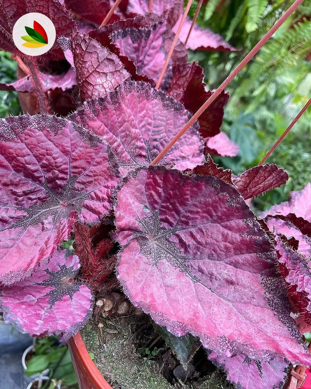 Begonia Rex