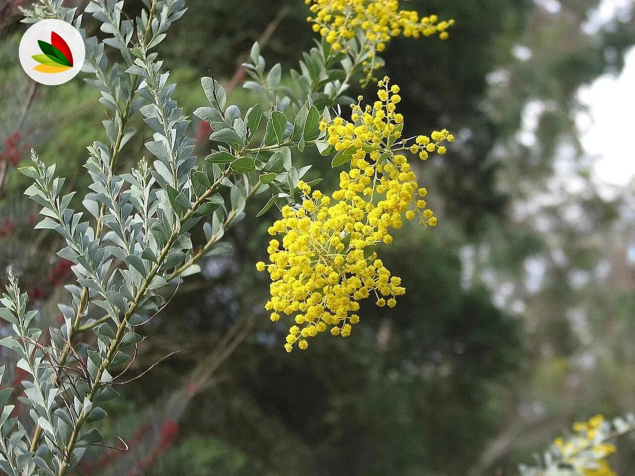 Acacia Cultrifornis