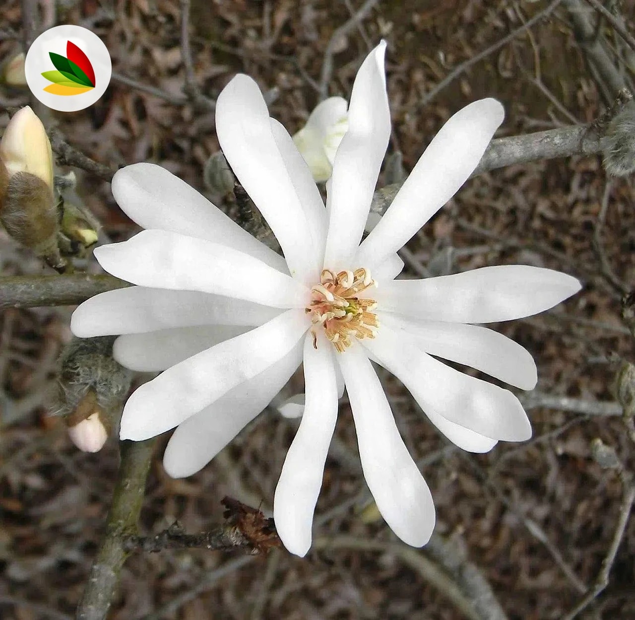 Magnolia Stellata Y Rosea