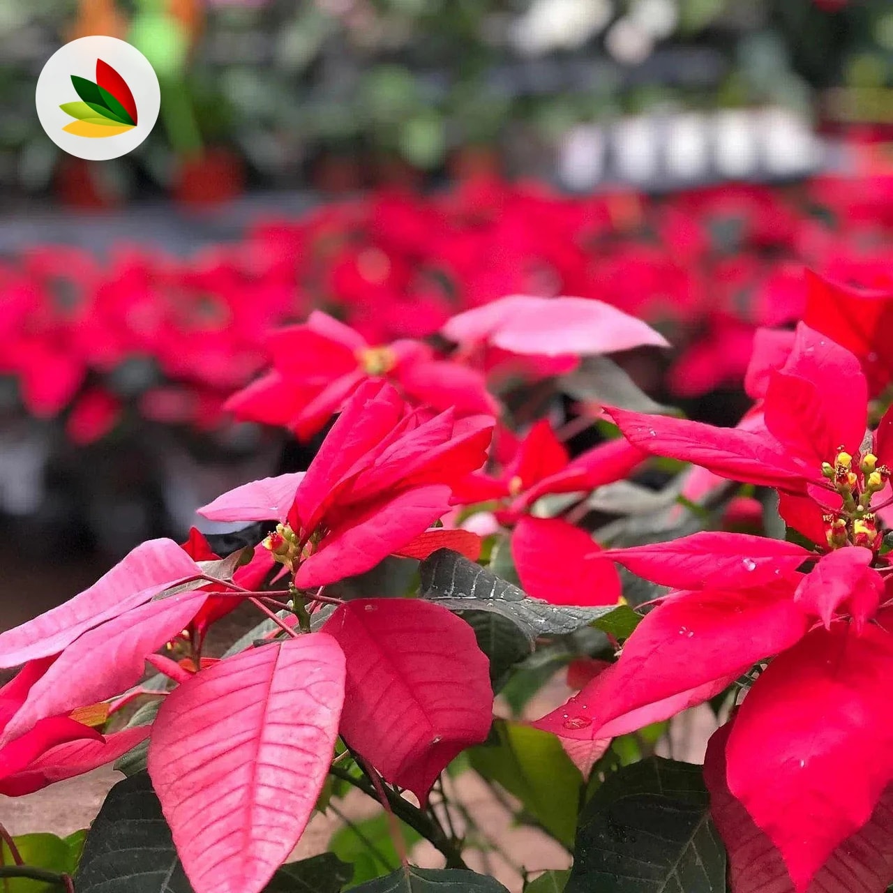 Estrella federal (Poinsettia)