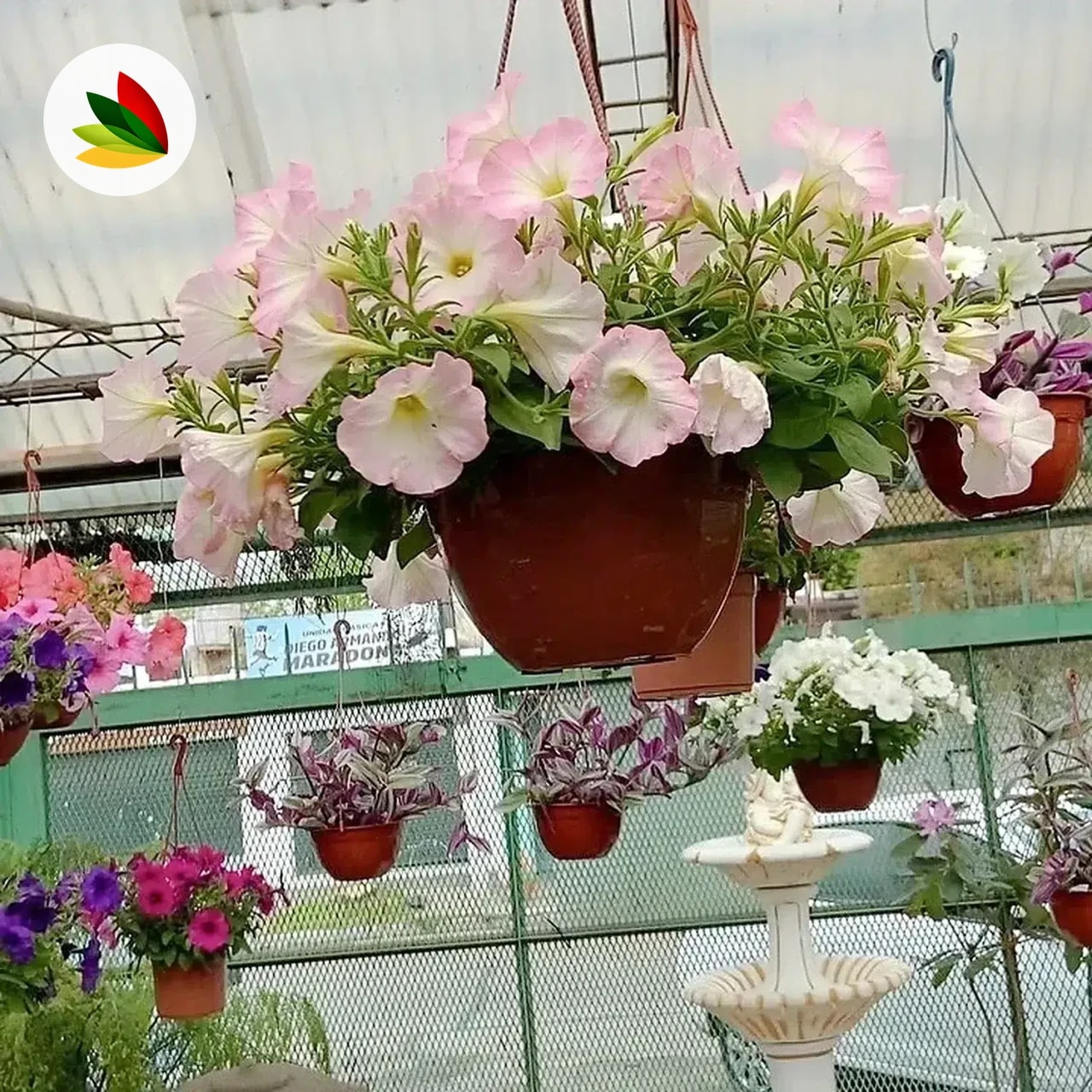 Petunia Colgante