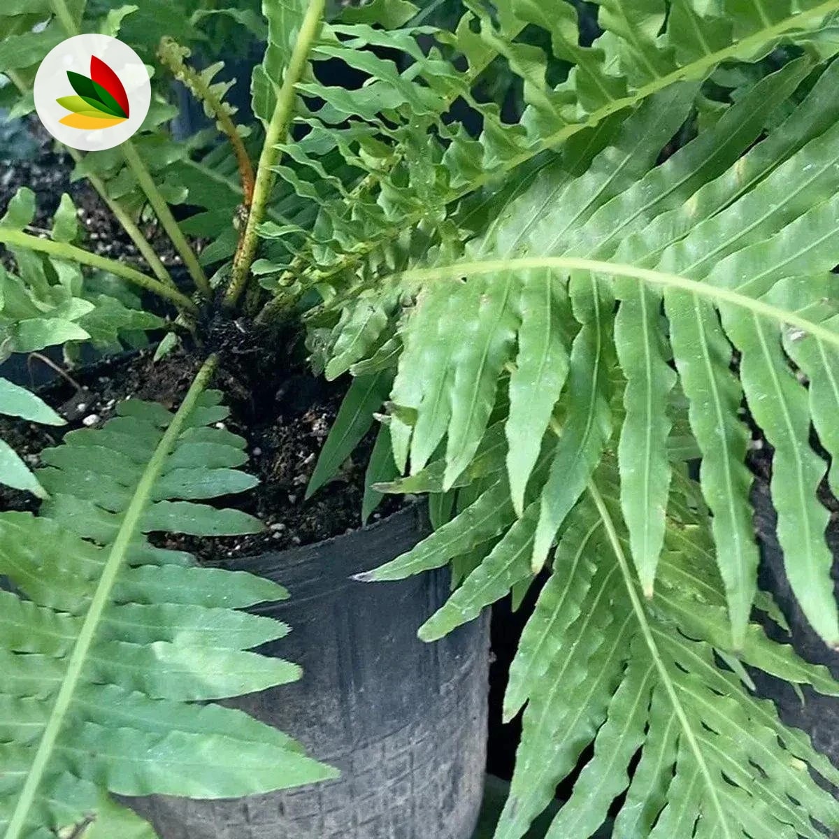 Helecho Blechnum