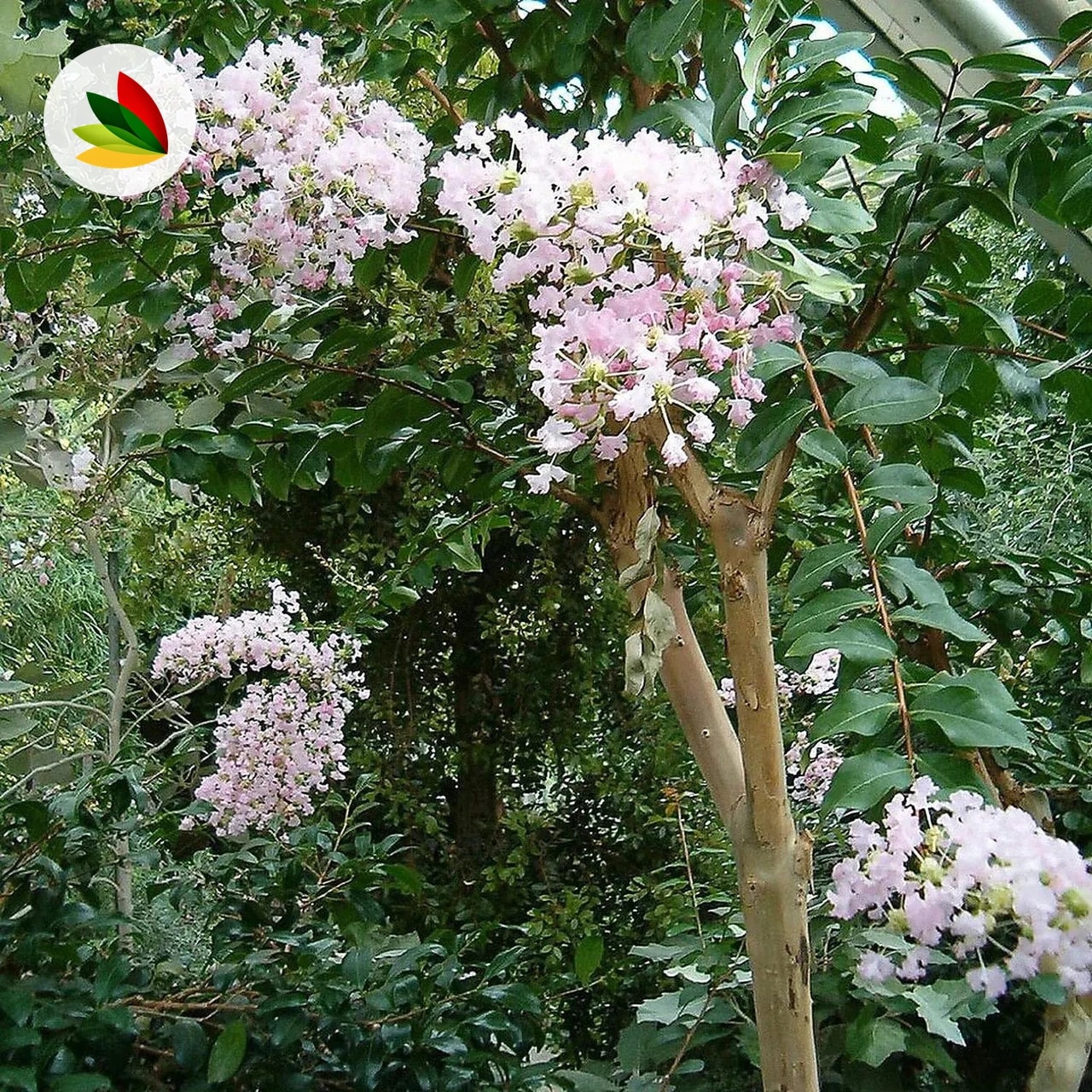 Lagestroemia Indica Arbol