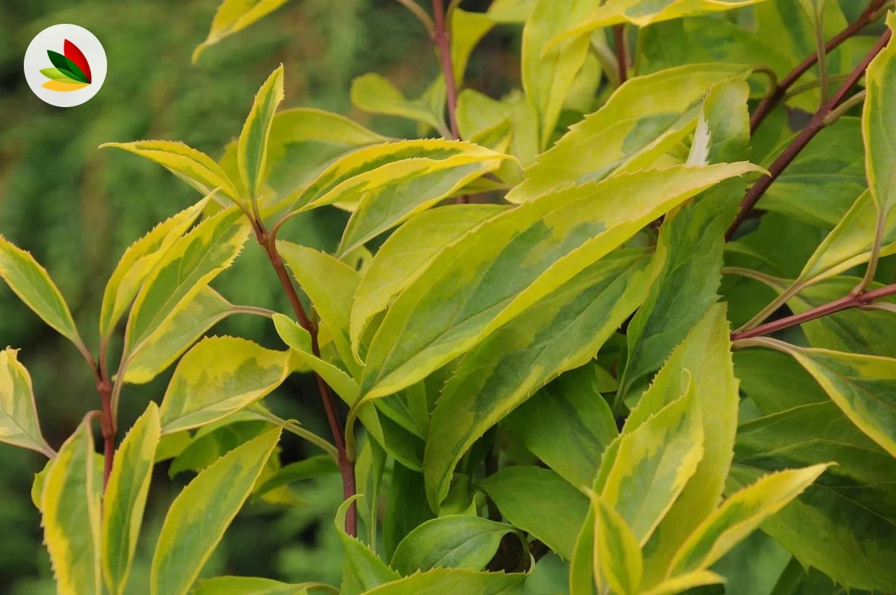 Forsythia Aurea Golden Time
