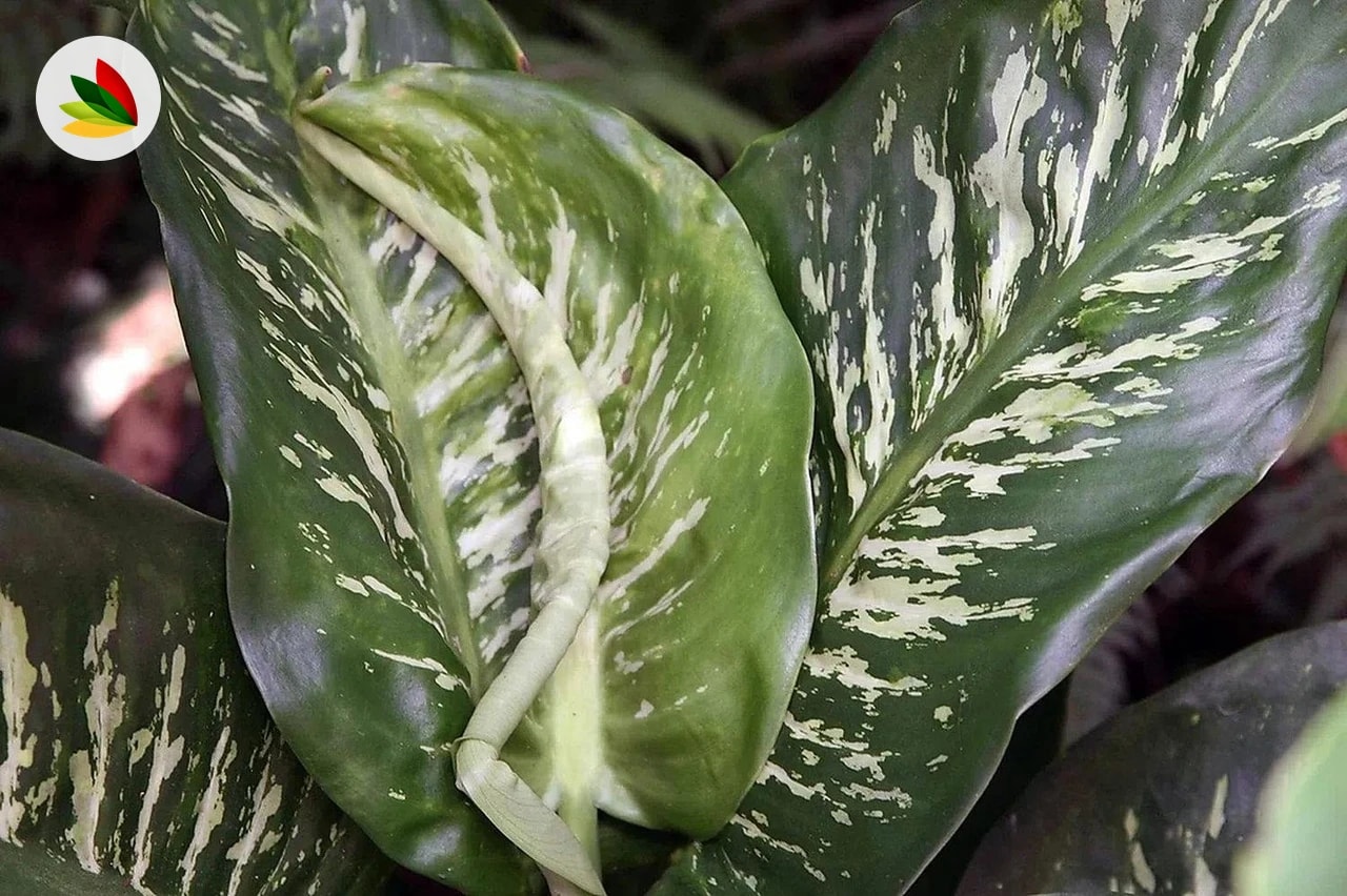 Dieffembachia Tropic