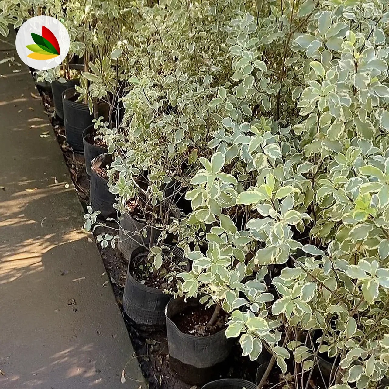 Pittosporum Garnetti