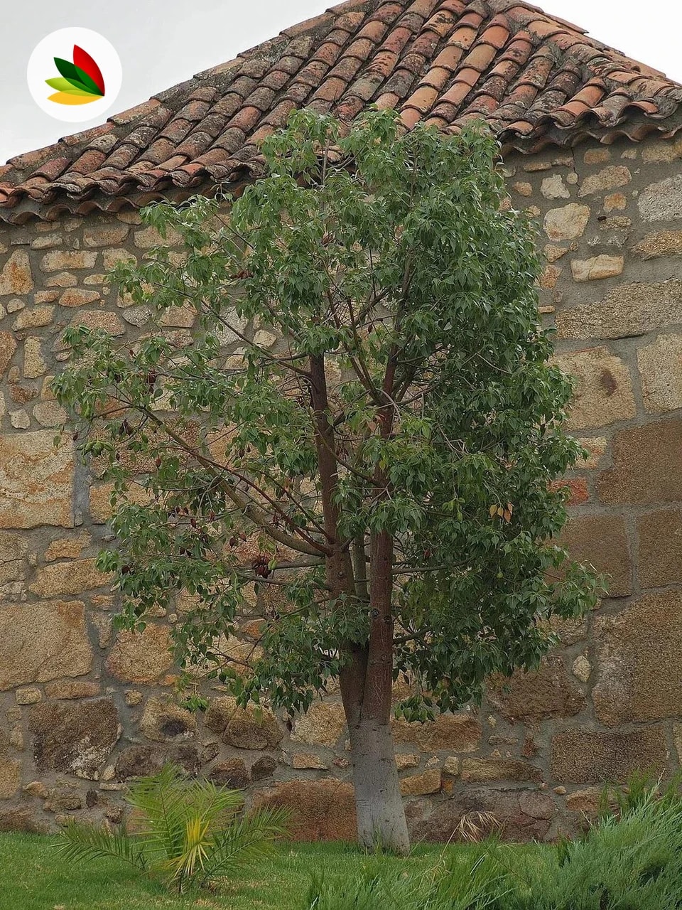 Brachichito