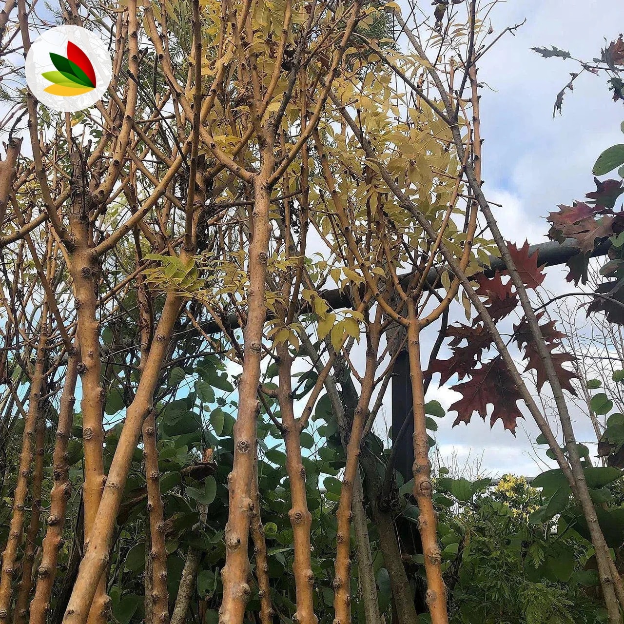 Fresno Aurea Arbol
