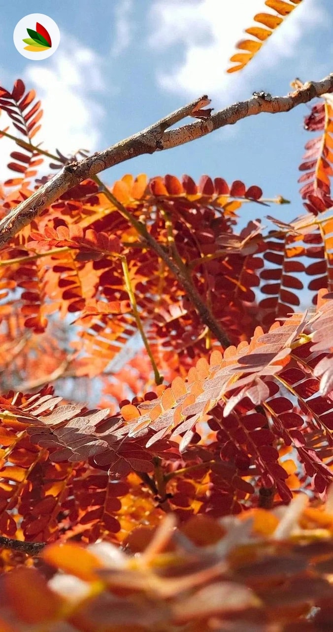 Gleditsia Triacanthos Inermis Ruby
