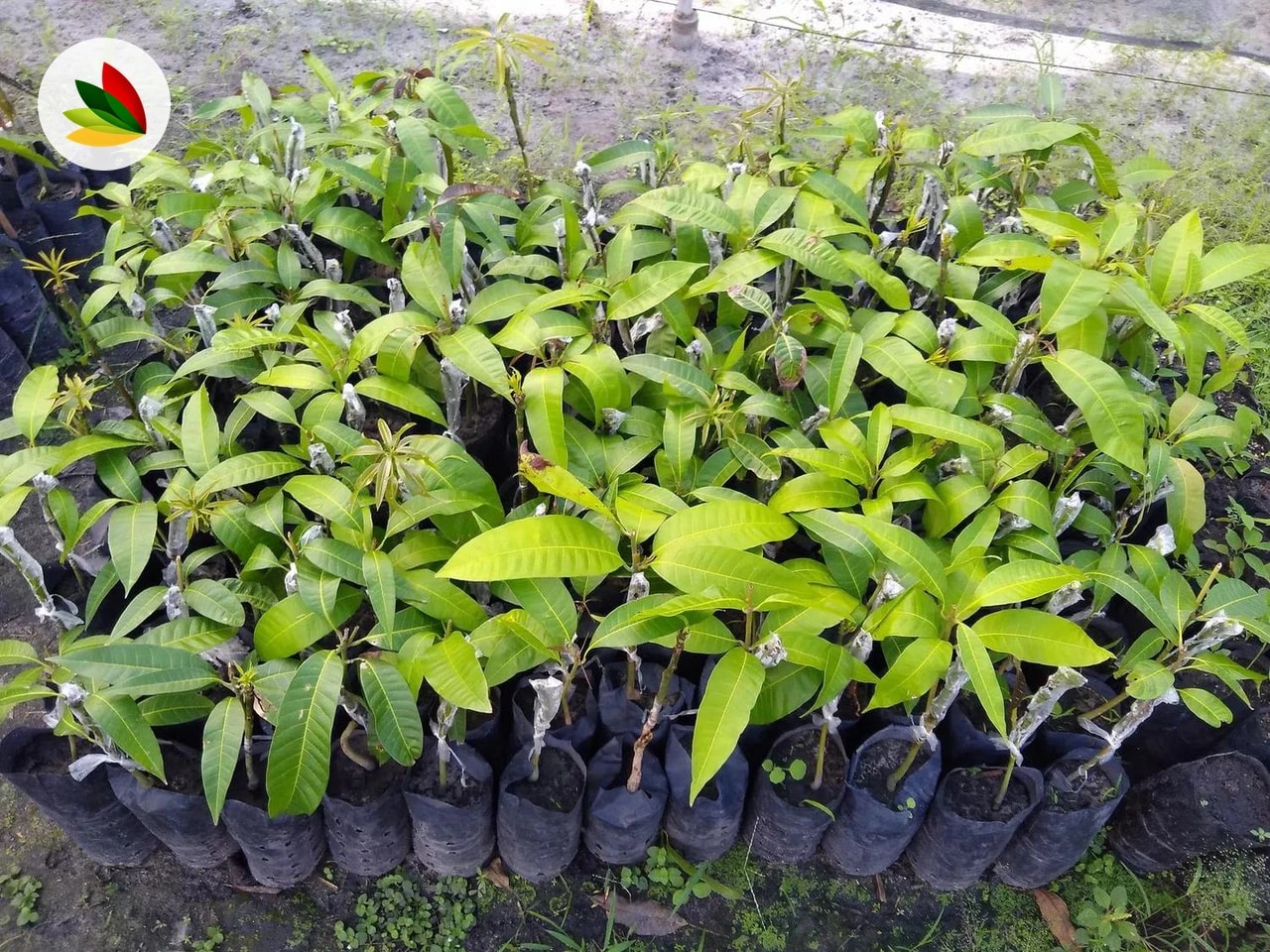 Mango Injertado