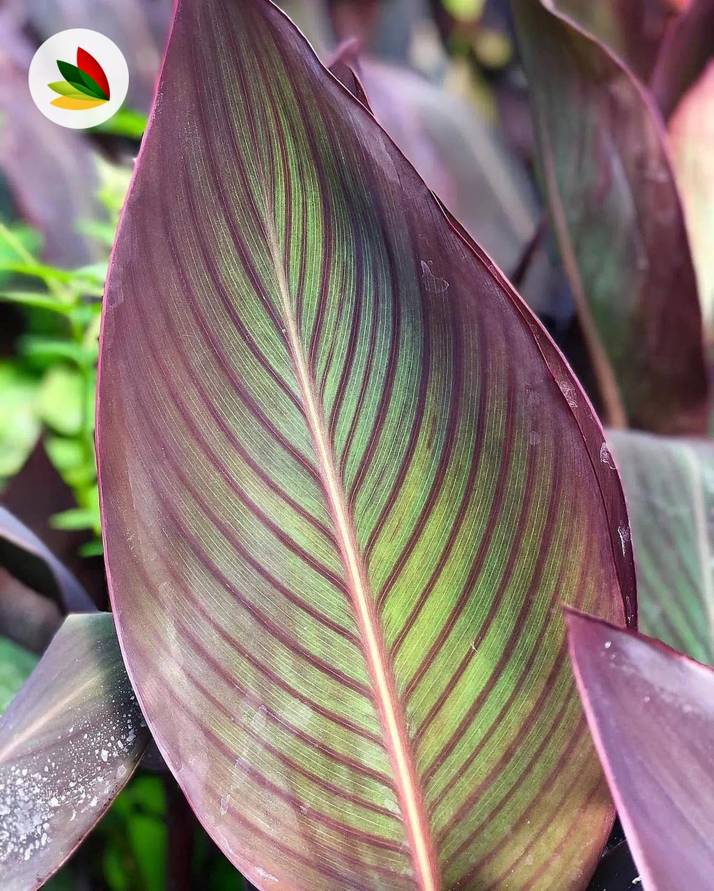 Achira Rubra