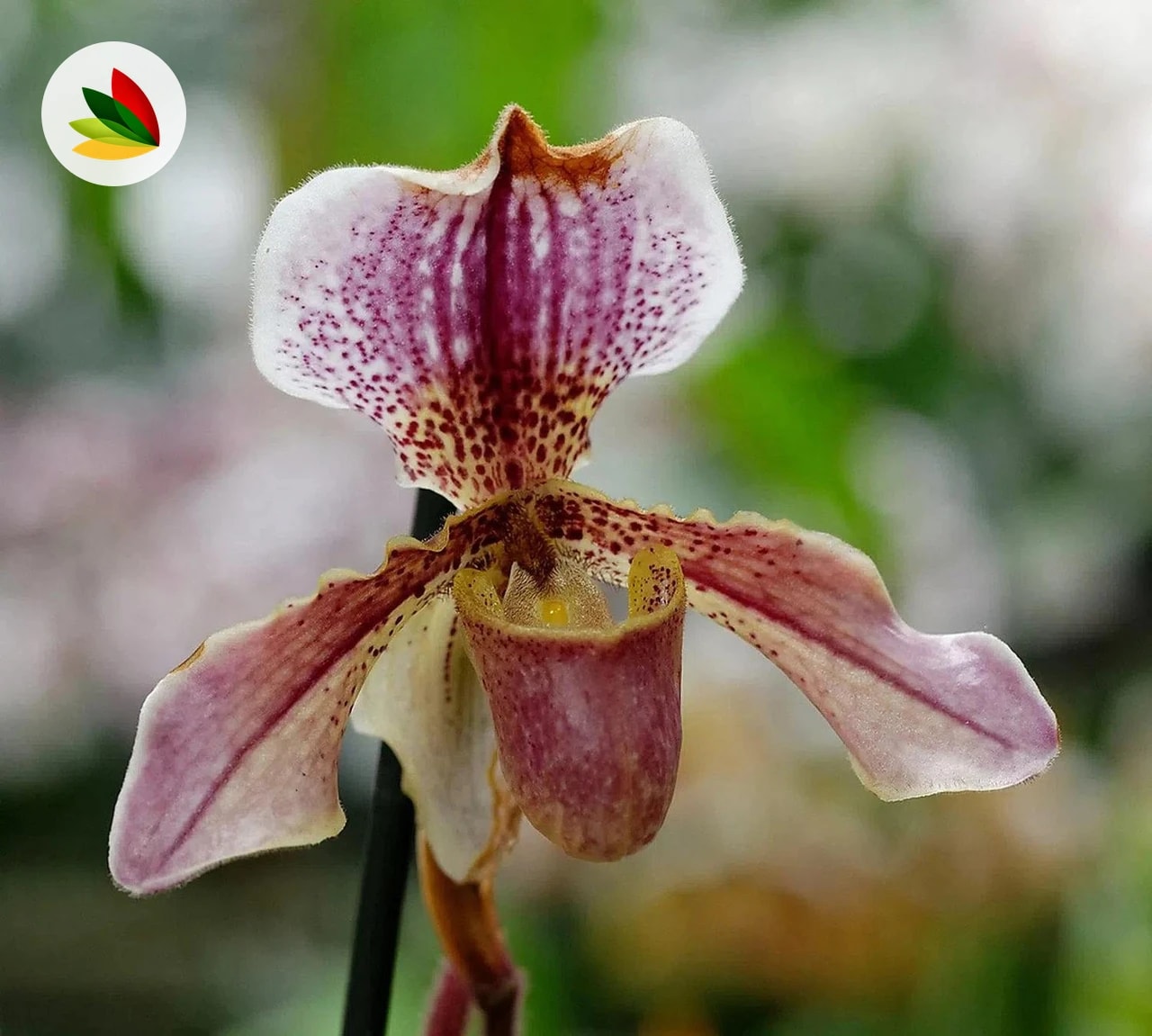 Orquidea Paphiopedilum