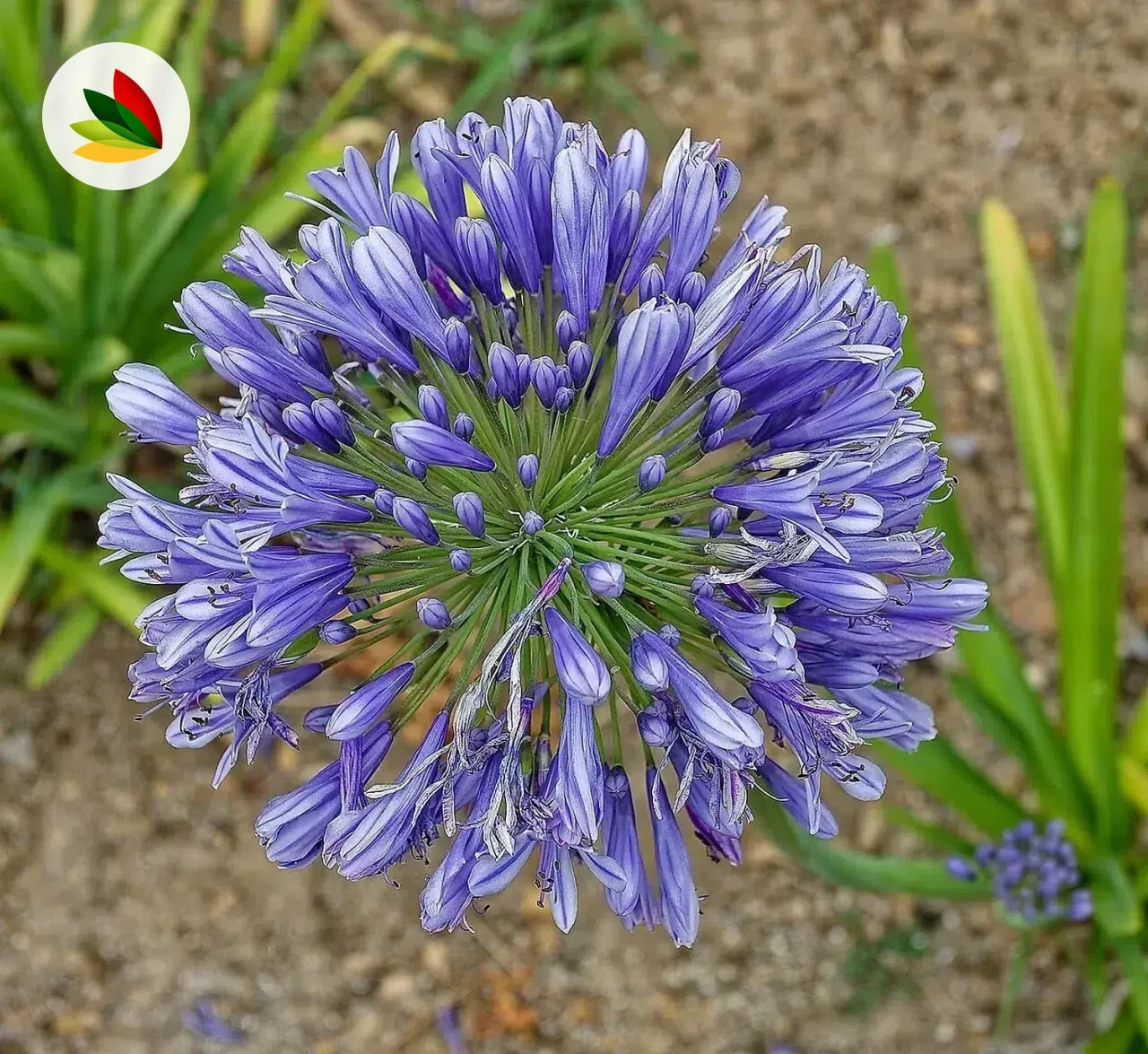 Agapanthus Africanus Azul