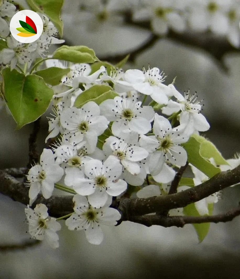 Pera De Flor Pirus