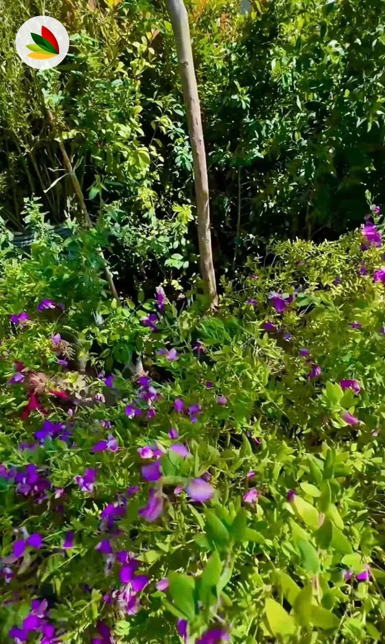 Poligala Mirtifolia