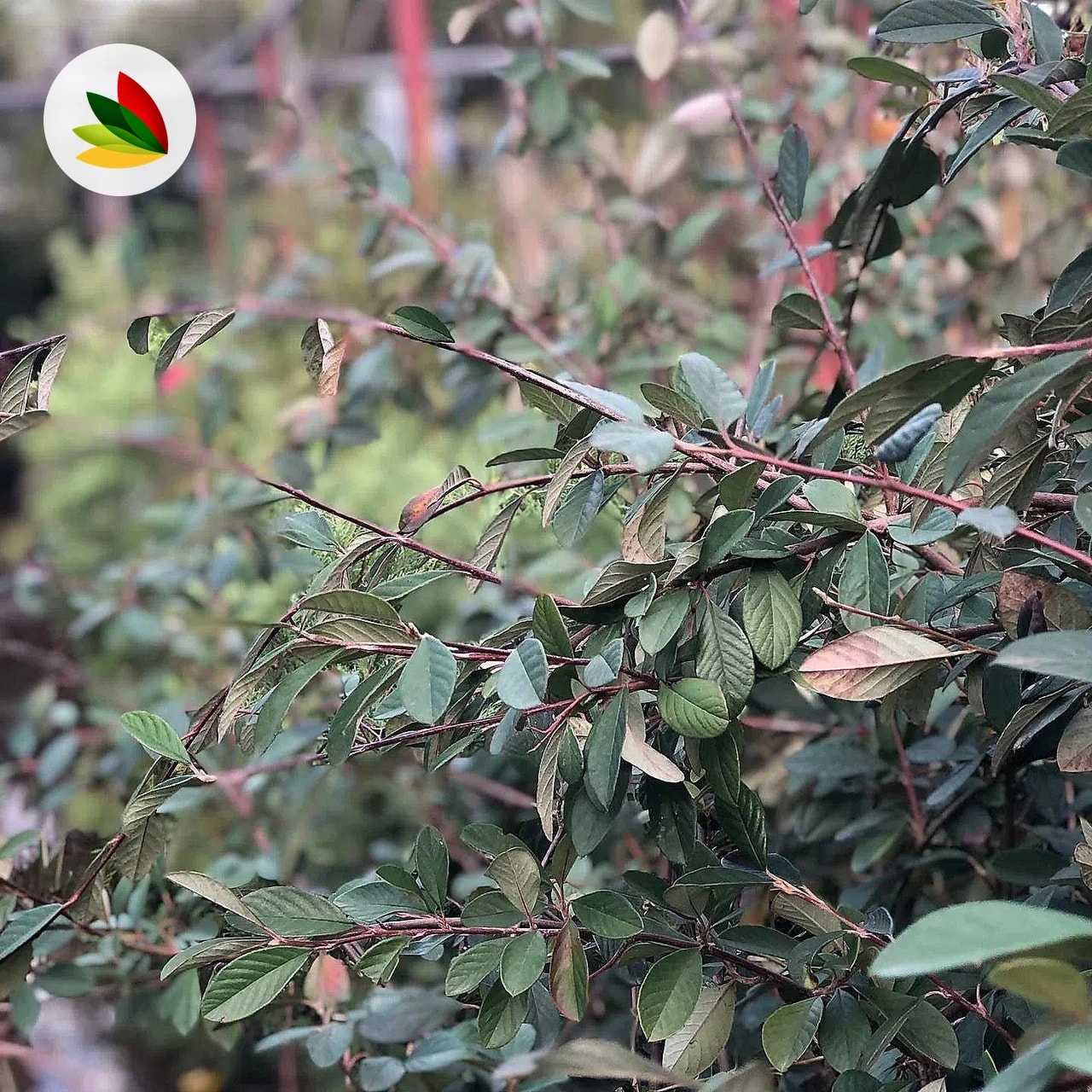 Cotoneaster Delsiano