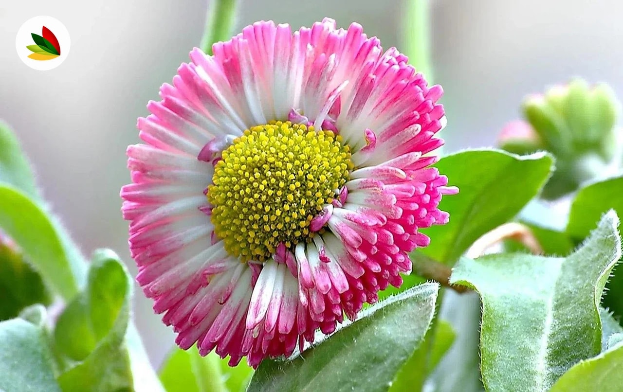 Coqueta