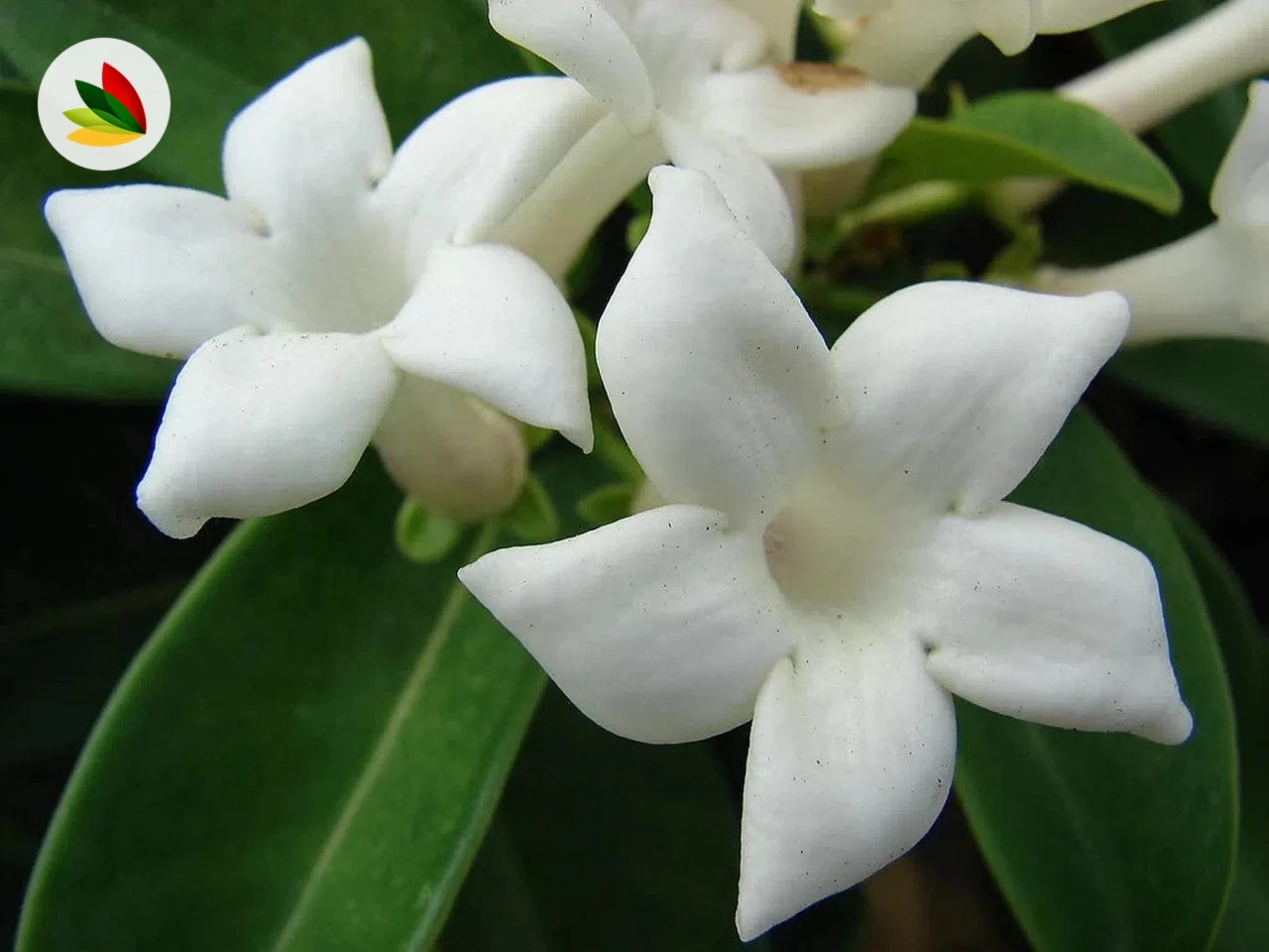 Jazmin Stephanotis Madagascar