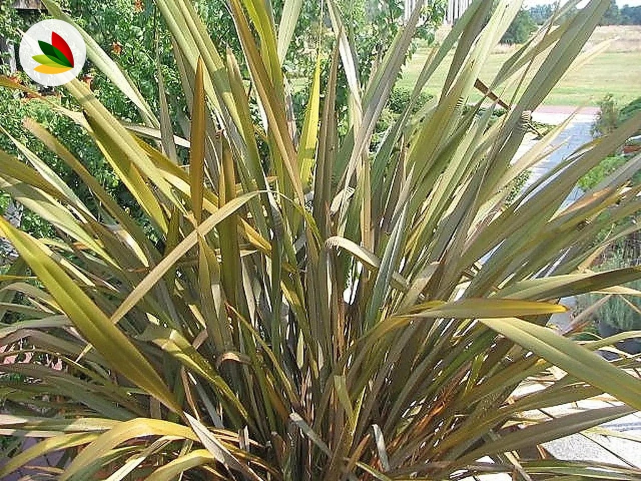 Phormium Variegado