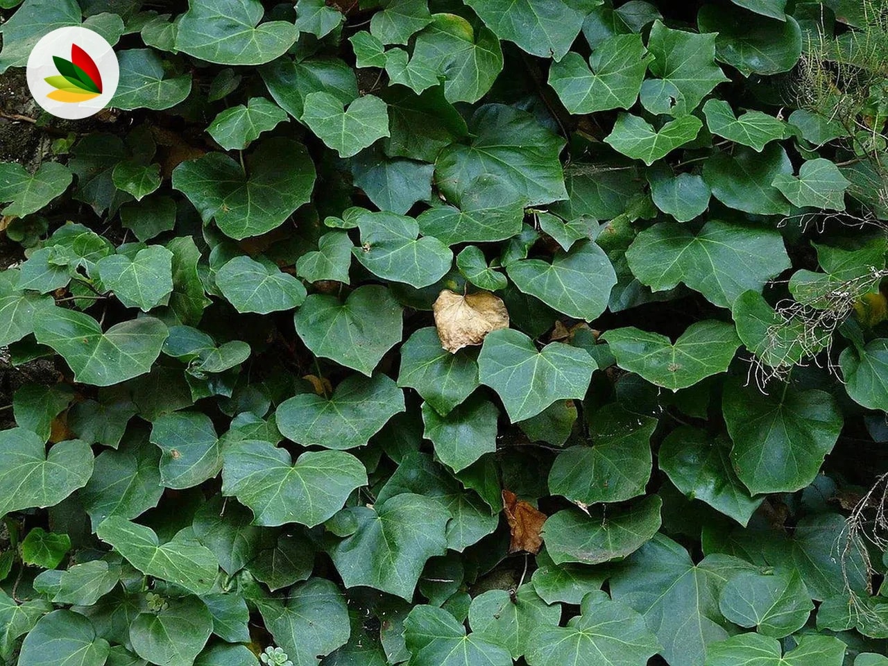 Hedera Canariensis Verde