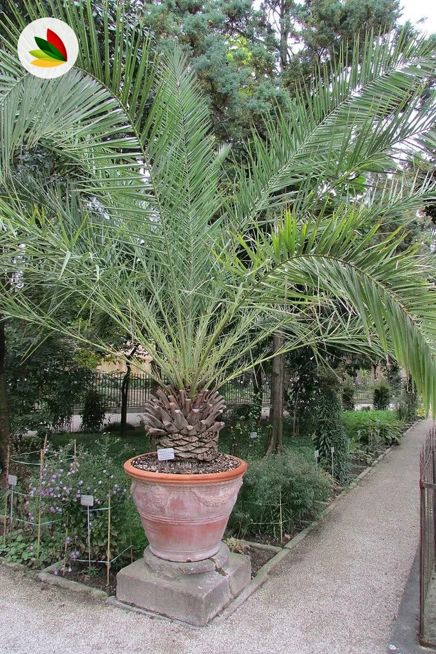 Phoenix canariensis