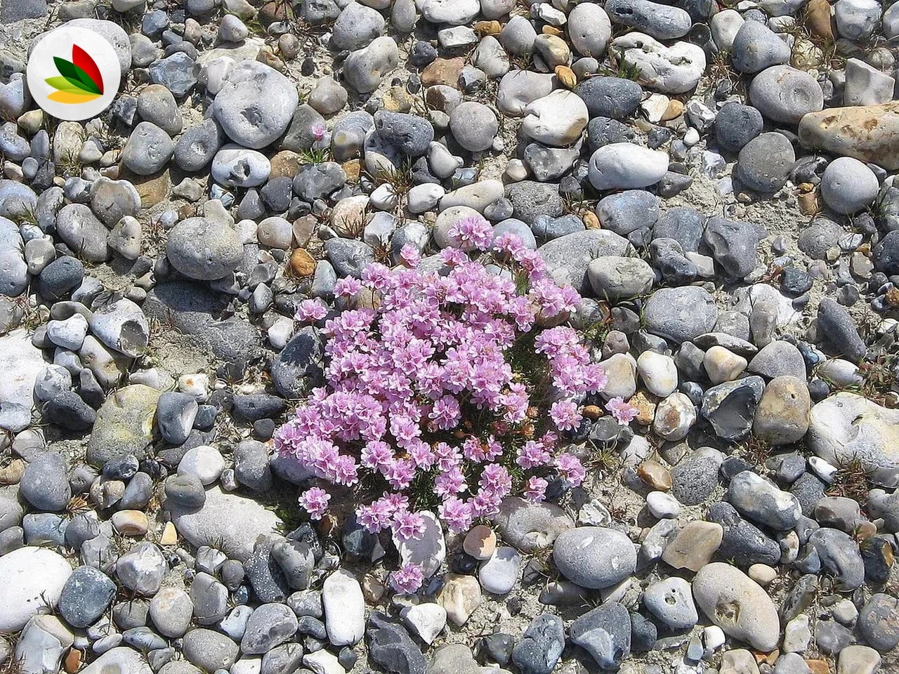 Armeria