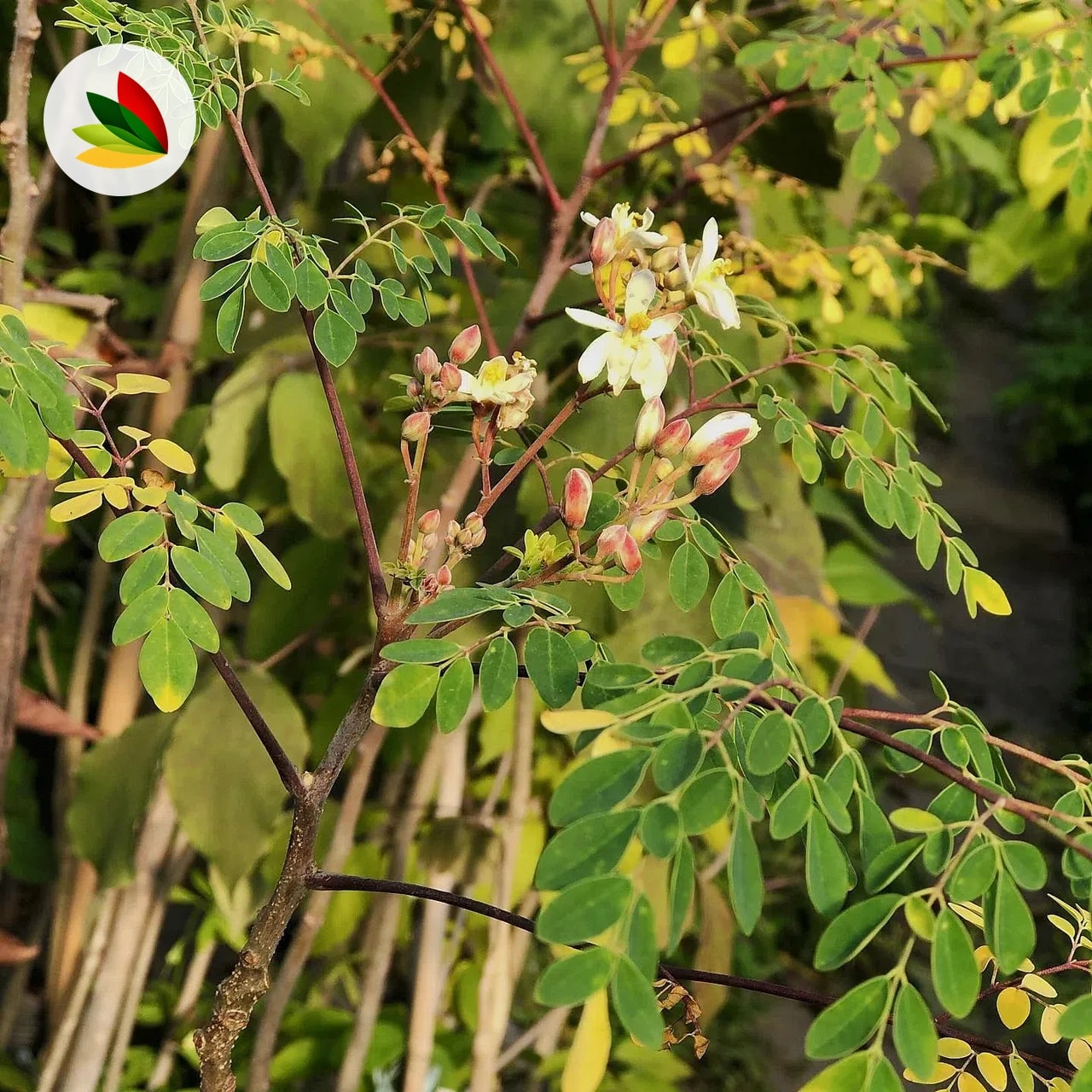 Moringa