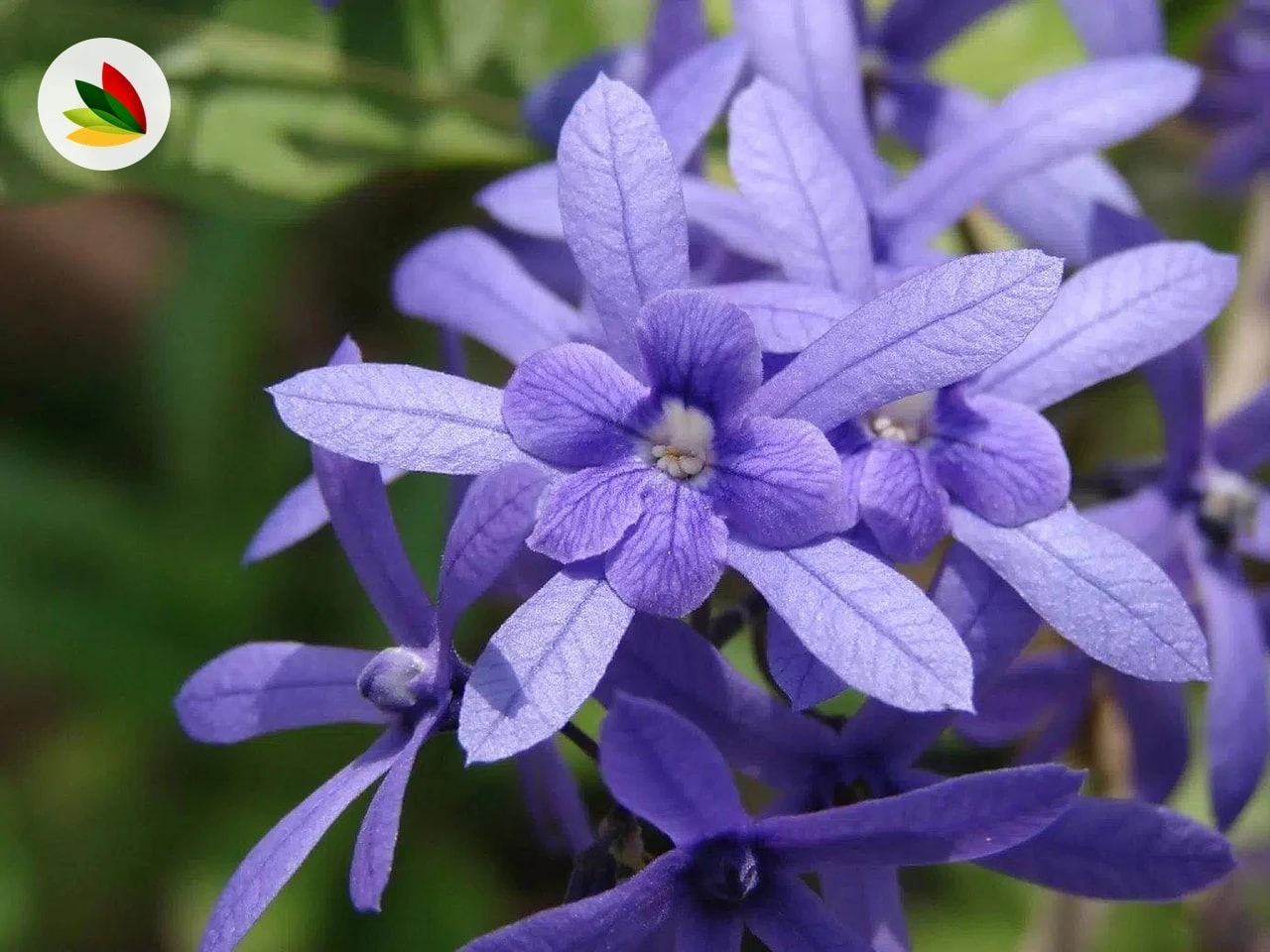 Petrea Volvuvilis
