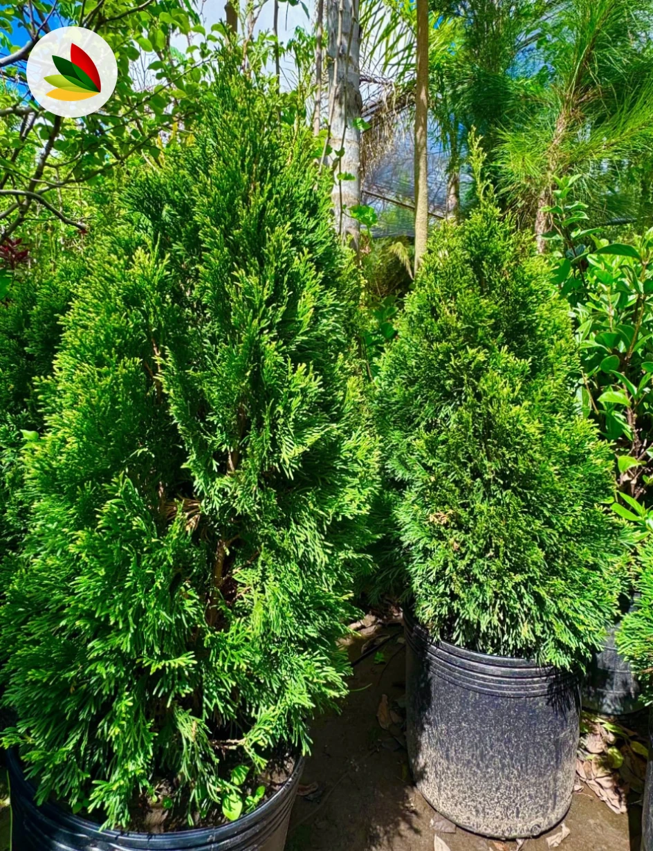 Thuja Smaragd