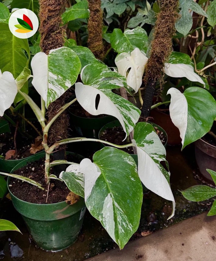 Monstera variegada